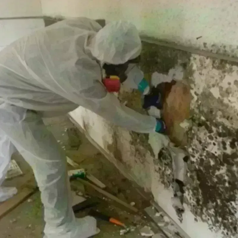 Mold Remediation and Removal in Morrilton, AR